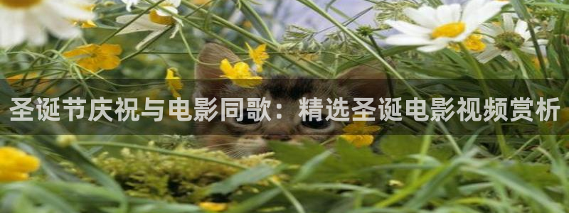 青苹果影院 6090：圣诞节庆祝与电影同歌：精选圣诞电影视频赏析